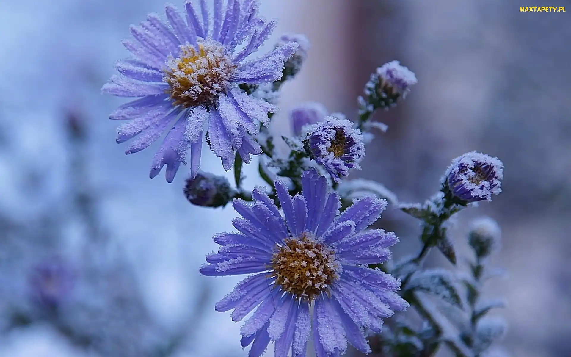 Zima, Aster, Oszroniony