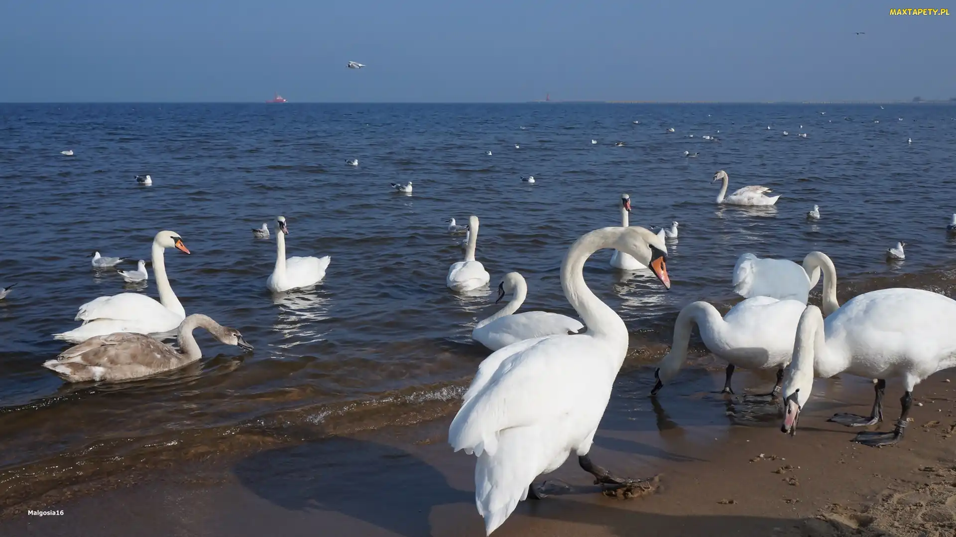 Ptaki, Plaża, Morze, Łabędzie, Białe