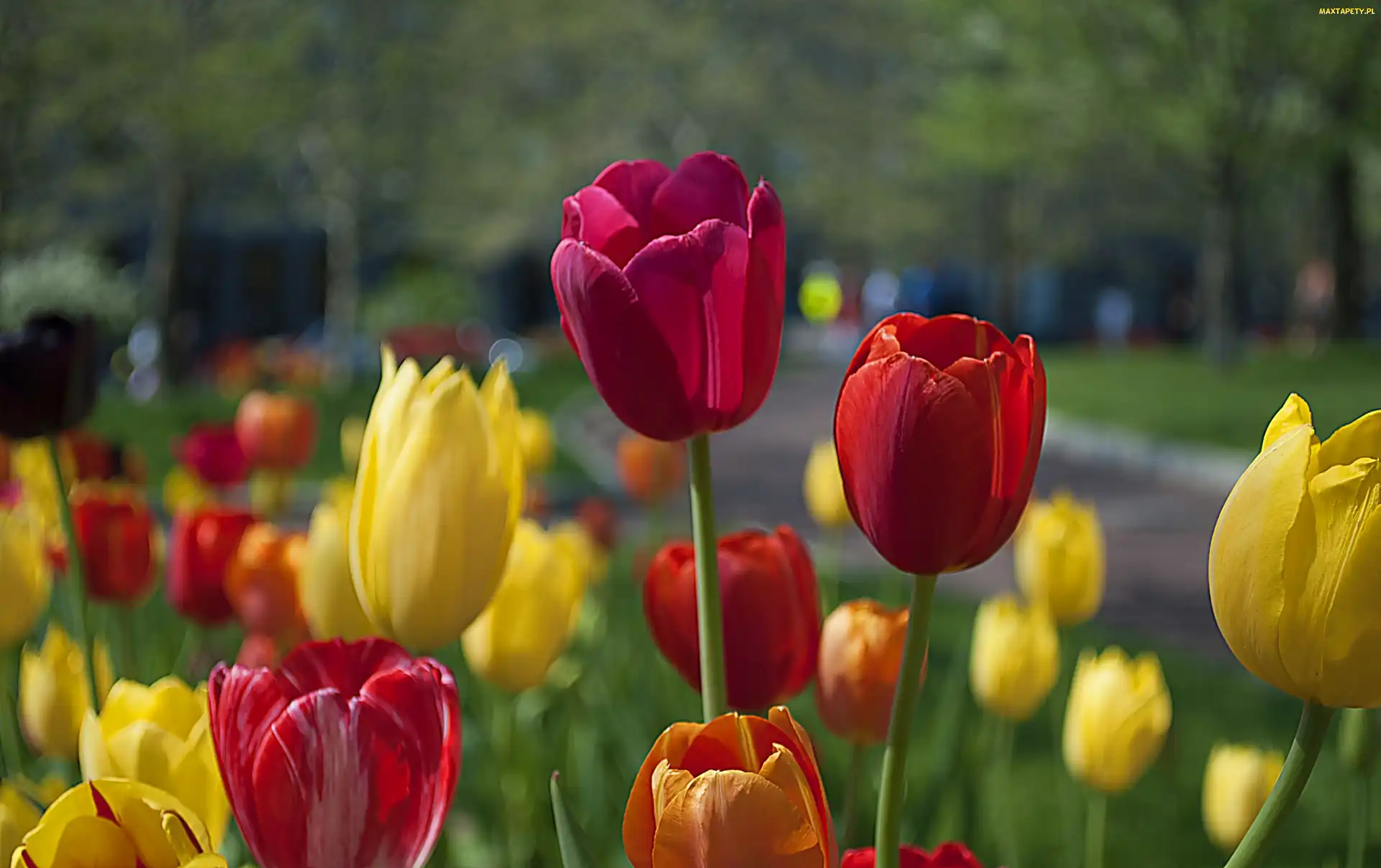 Tulipany, Kolorowe