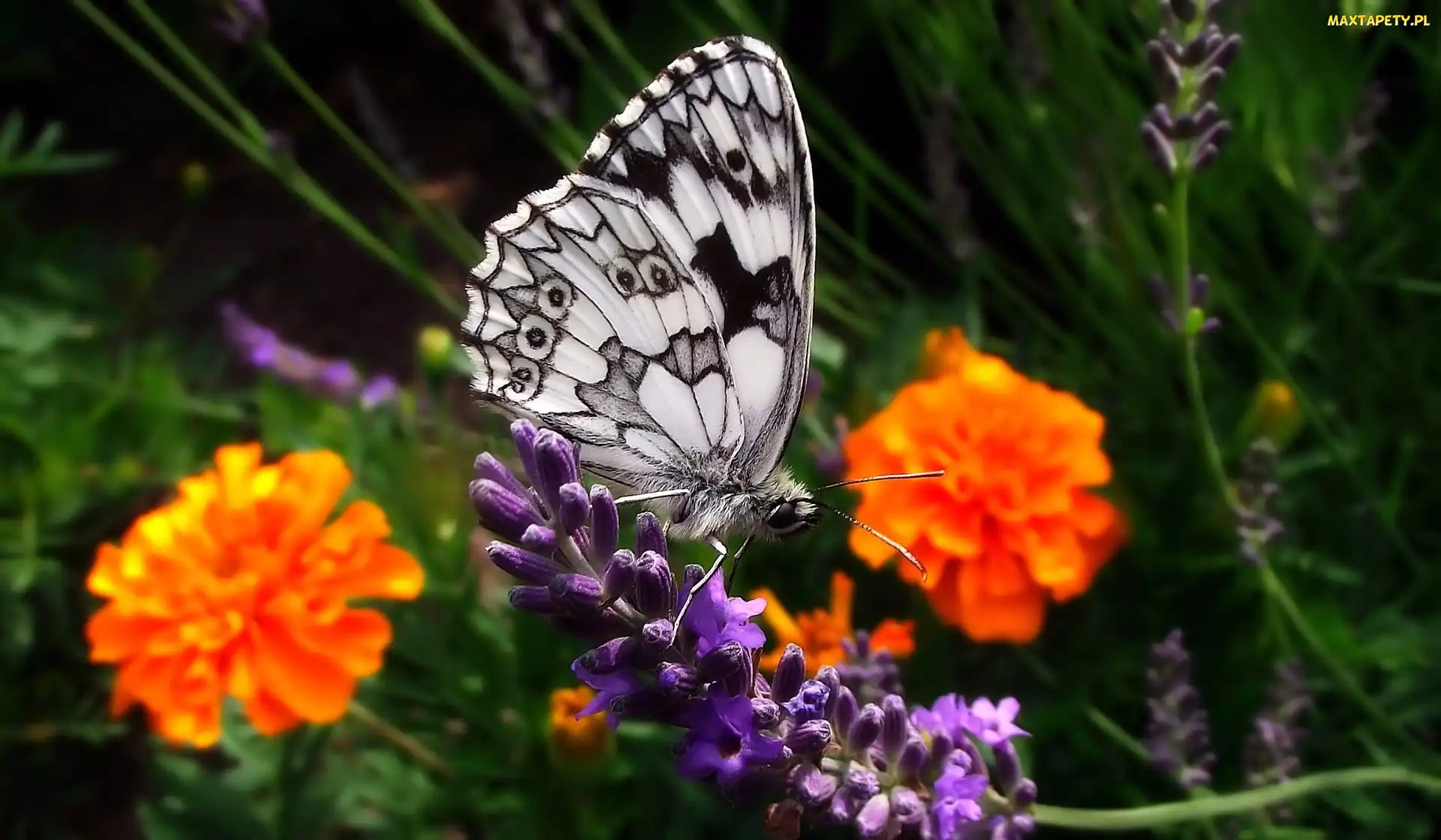 Motyl, Turki, Aksamitki, Lawenda