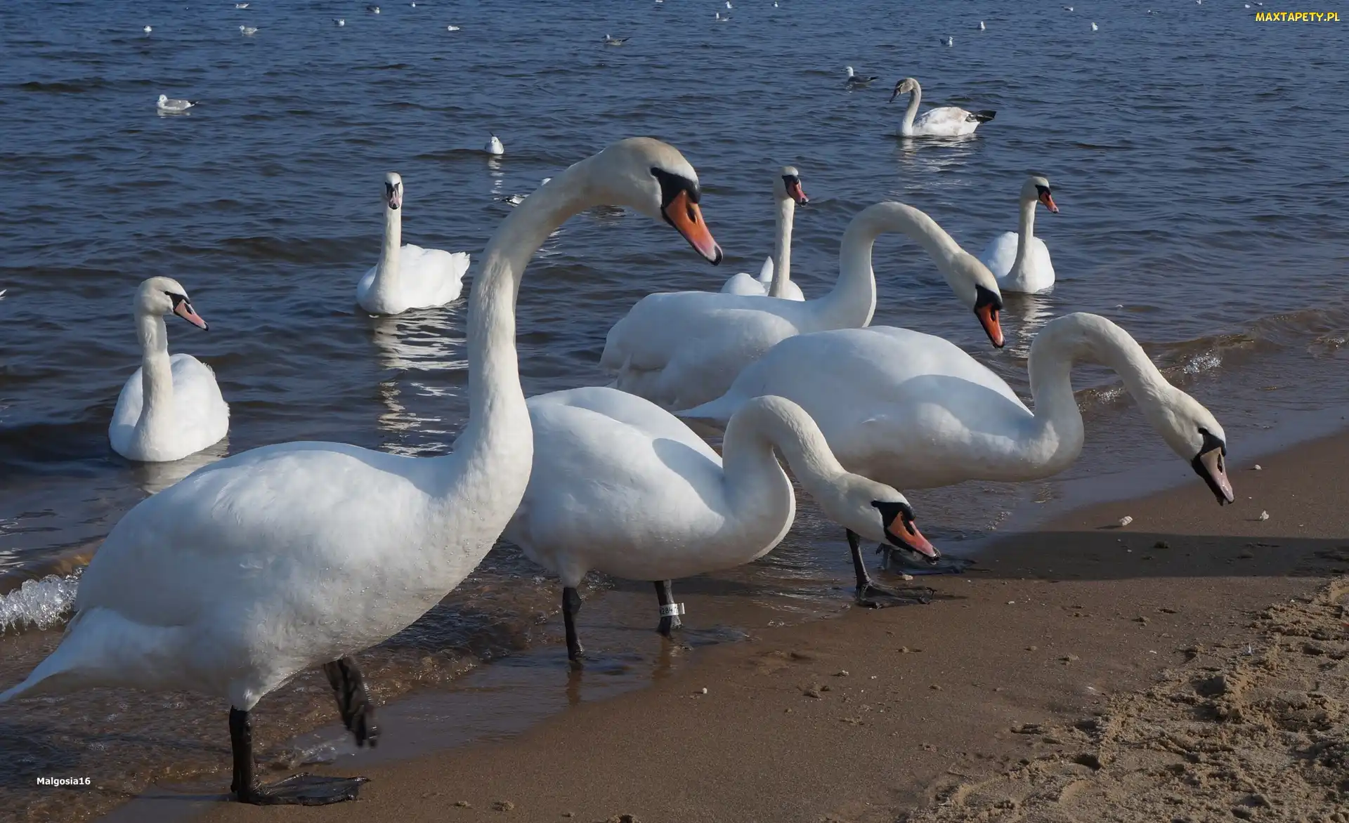 Białe, Ptaki, Plaża, Morze, Woda, Łabędzie