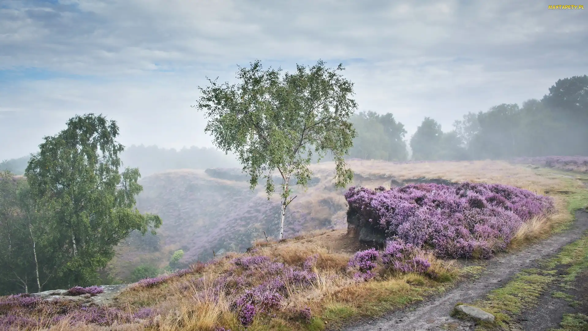 Jesień, Stanton Moor, Wrzosowisko, Droga, Mgła, Świt, Park Narodowy Peak District, Brzozy, Las, Drzewa, Anglia