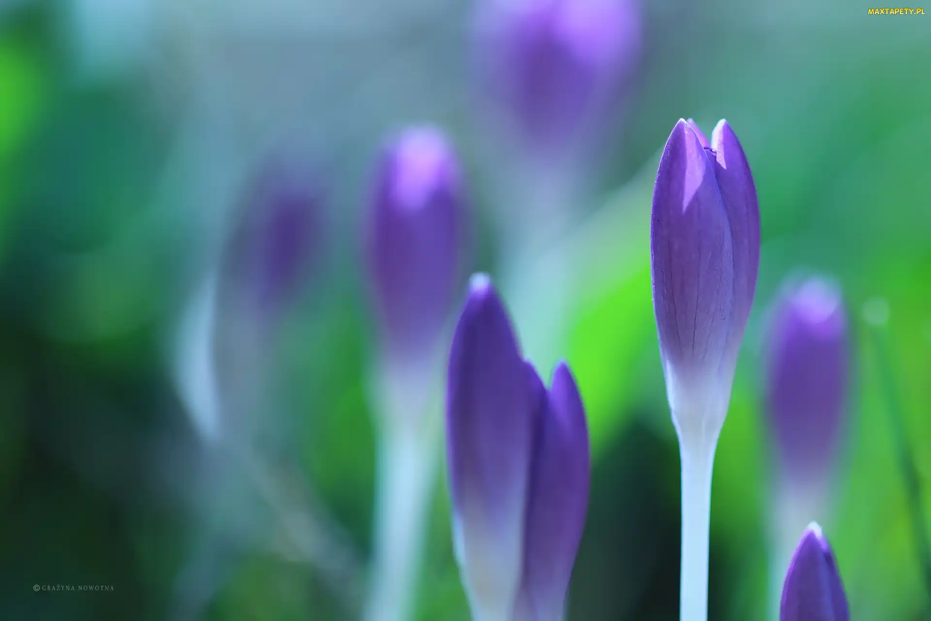 Liliowe, Pąki, Kwiaty, Krokusy