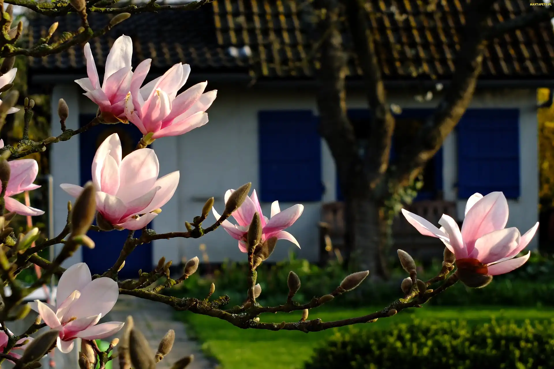 Magnolia, Wieś, Dom, Wiosna, Kwiaty