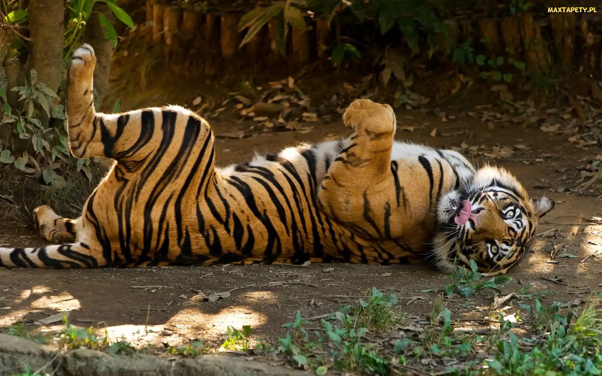 Dziki, Zoo, Zwierze, Kot, Tygrys