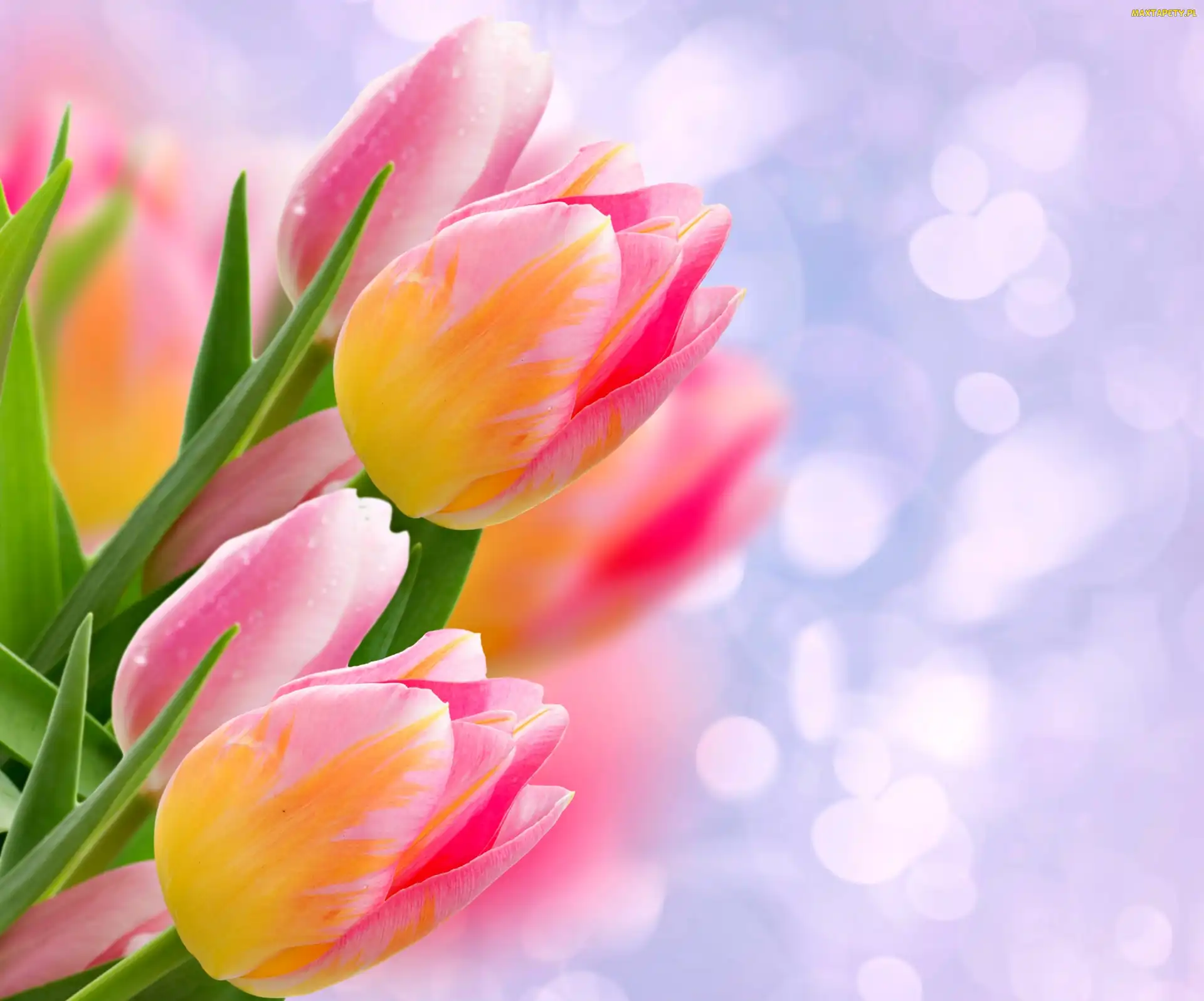 Bukiet, Rozmycie, Tulipany