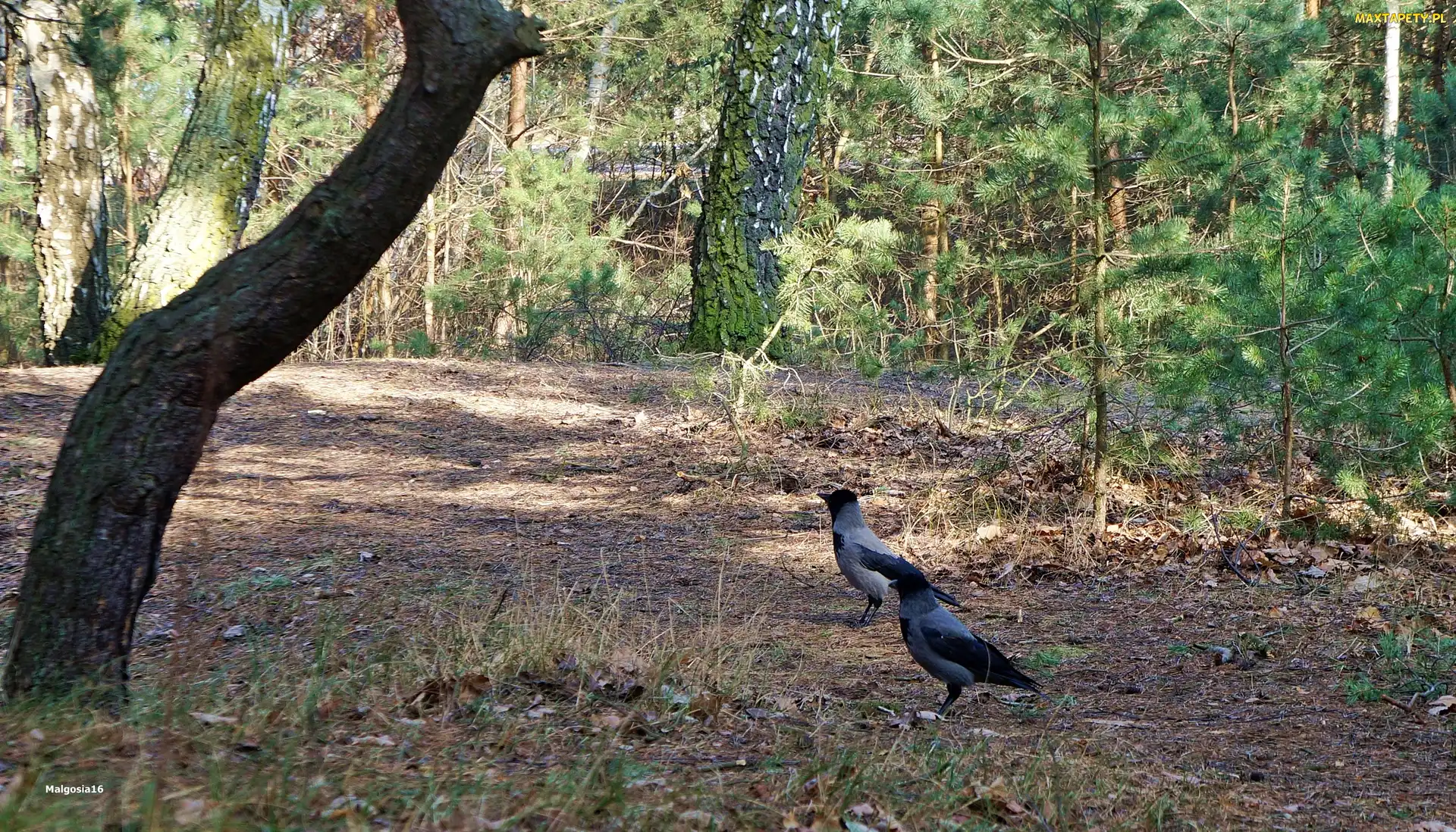 Las, Wrona Siwa, Ptaki, Drzewa