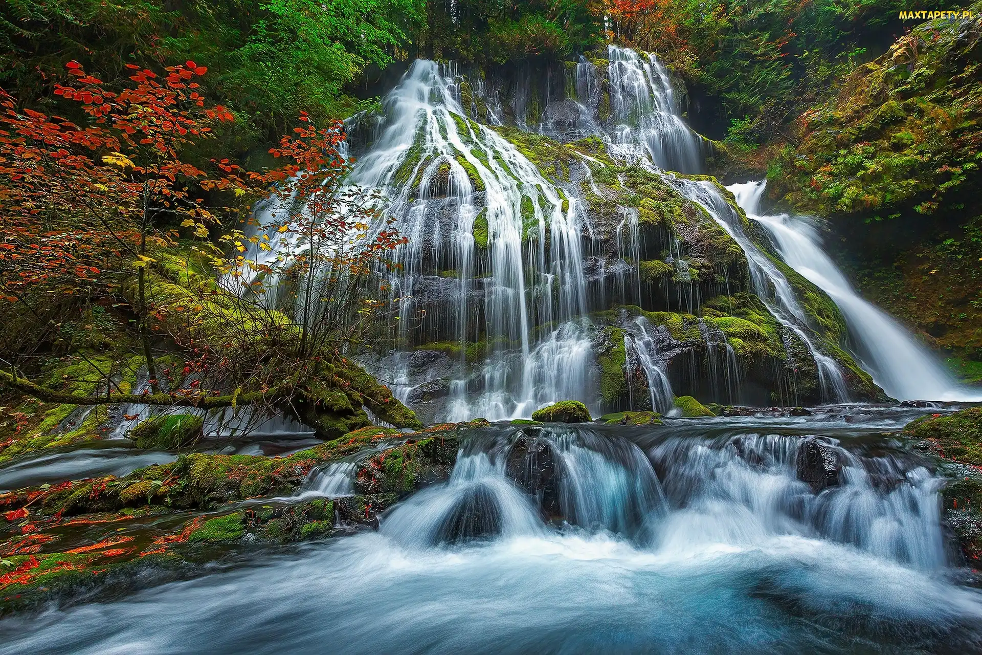Panther Creek Falls, Stan Waszyngton, Miejsce chronione, Stany Zjednoczone, Gifford Pinchot National Forest, Drzewa, Wodospad, Las, Rzeka