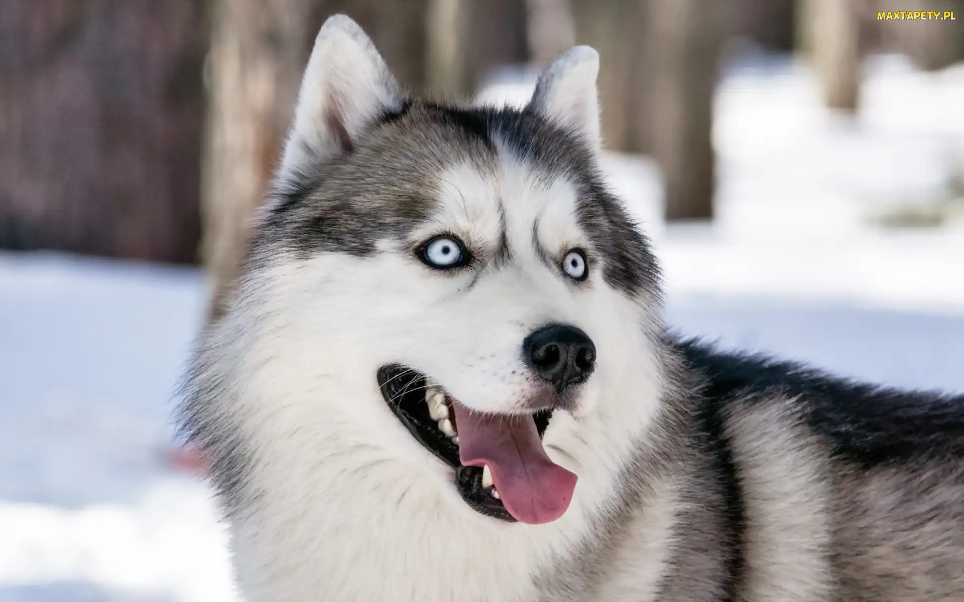 Husky, Język, Pies