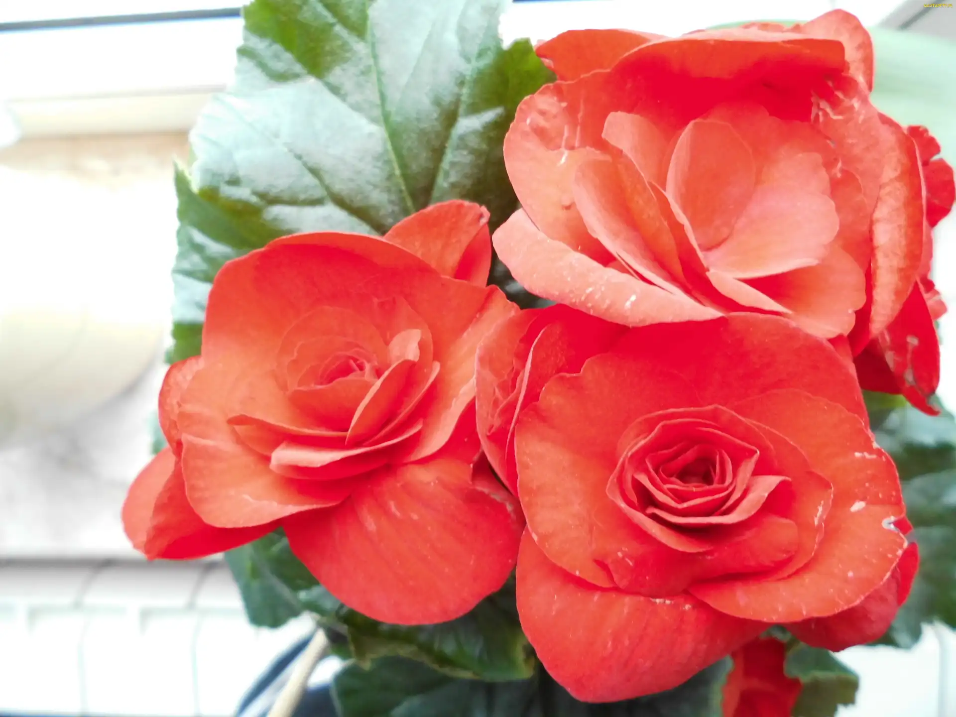 Zimowa, Czerwona, Kwiatki, Begonia