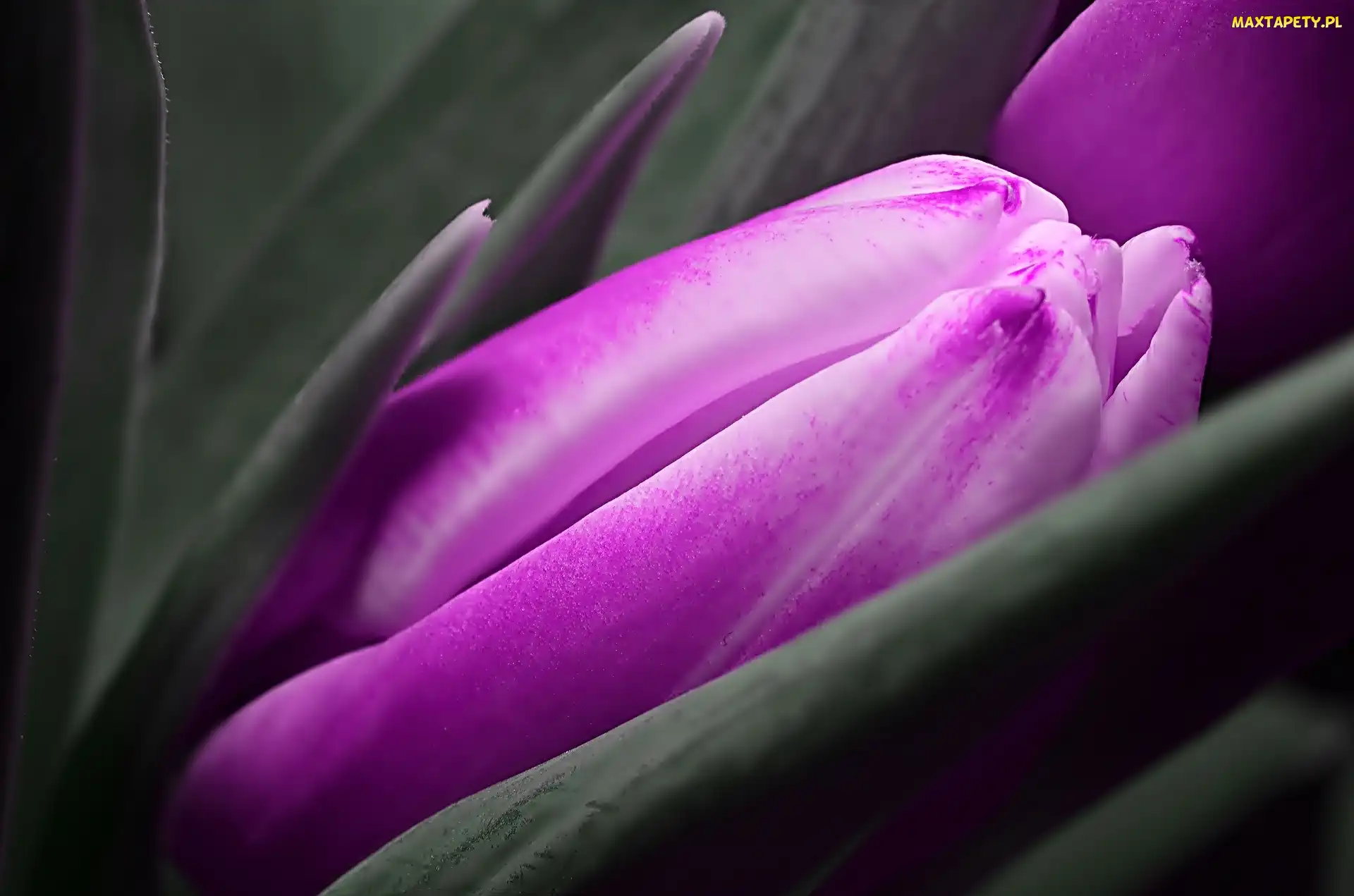 Tulipan, Pączek, Fioletowy