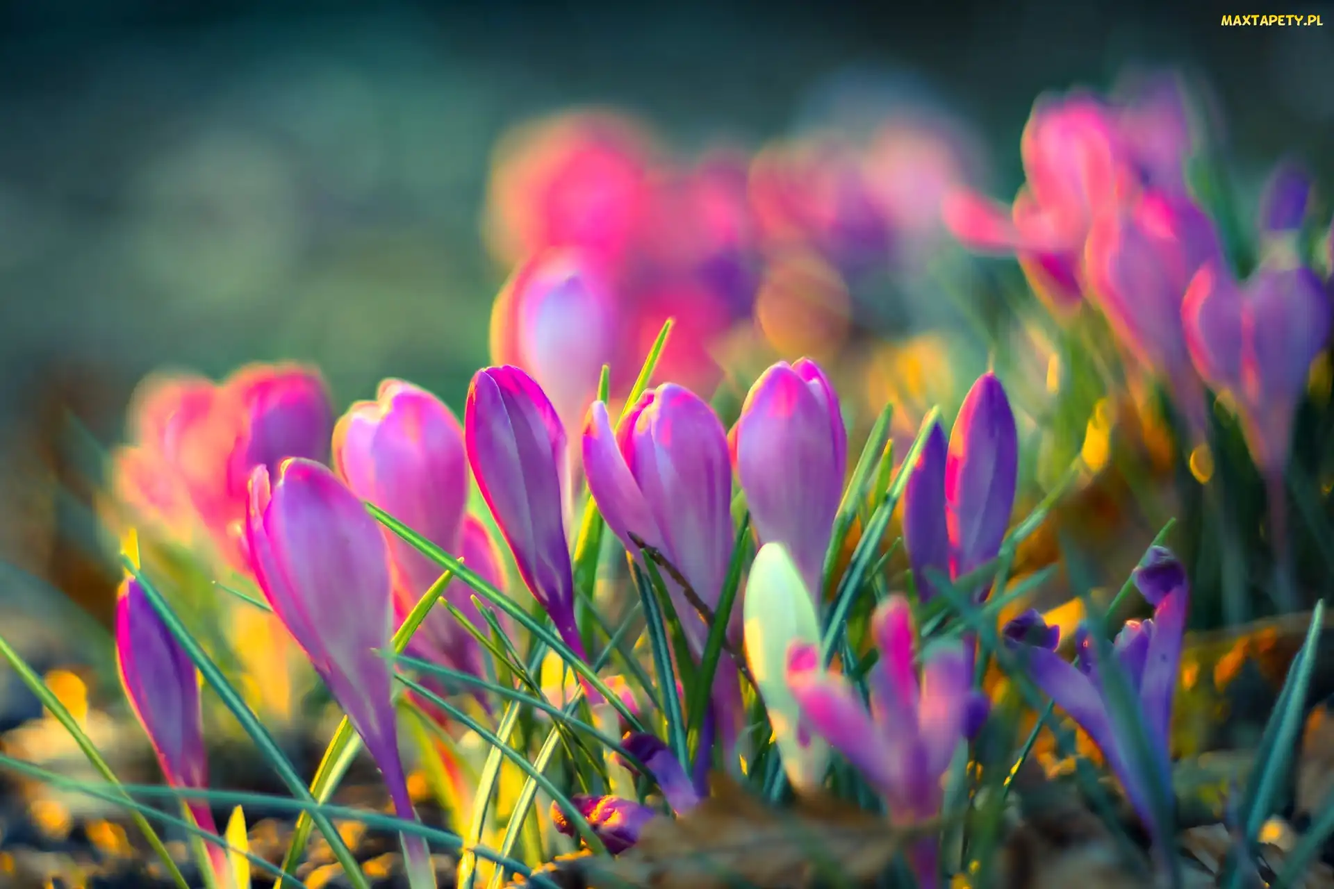 Wiosna, Bokeh, Światło, Krokusy