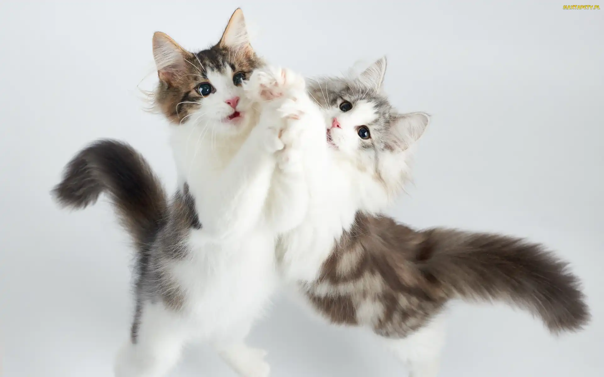 Dwa, Zabawa, Maine coon, Koty