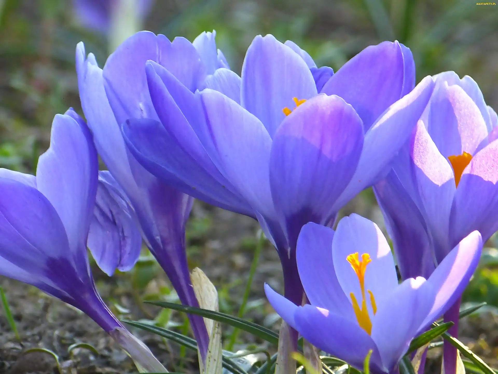 Krokus, Rozwinięty, Niebieski