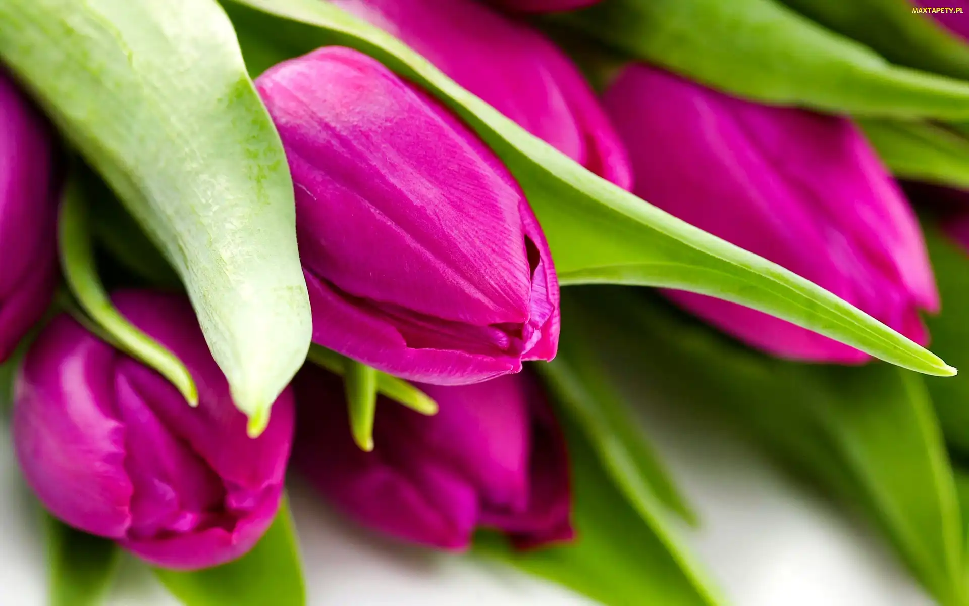 Tulipany, Fioletowe