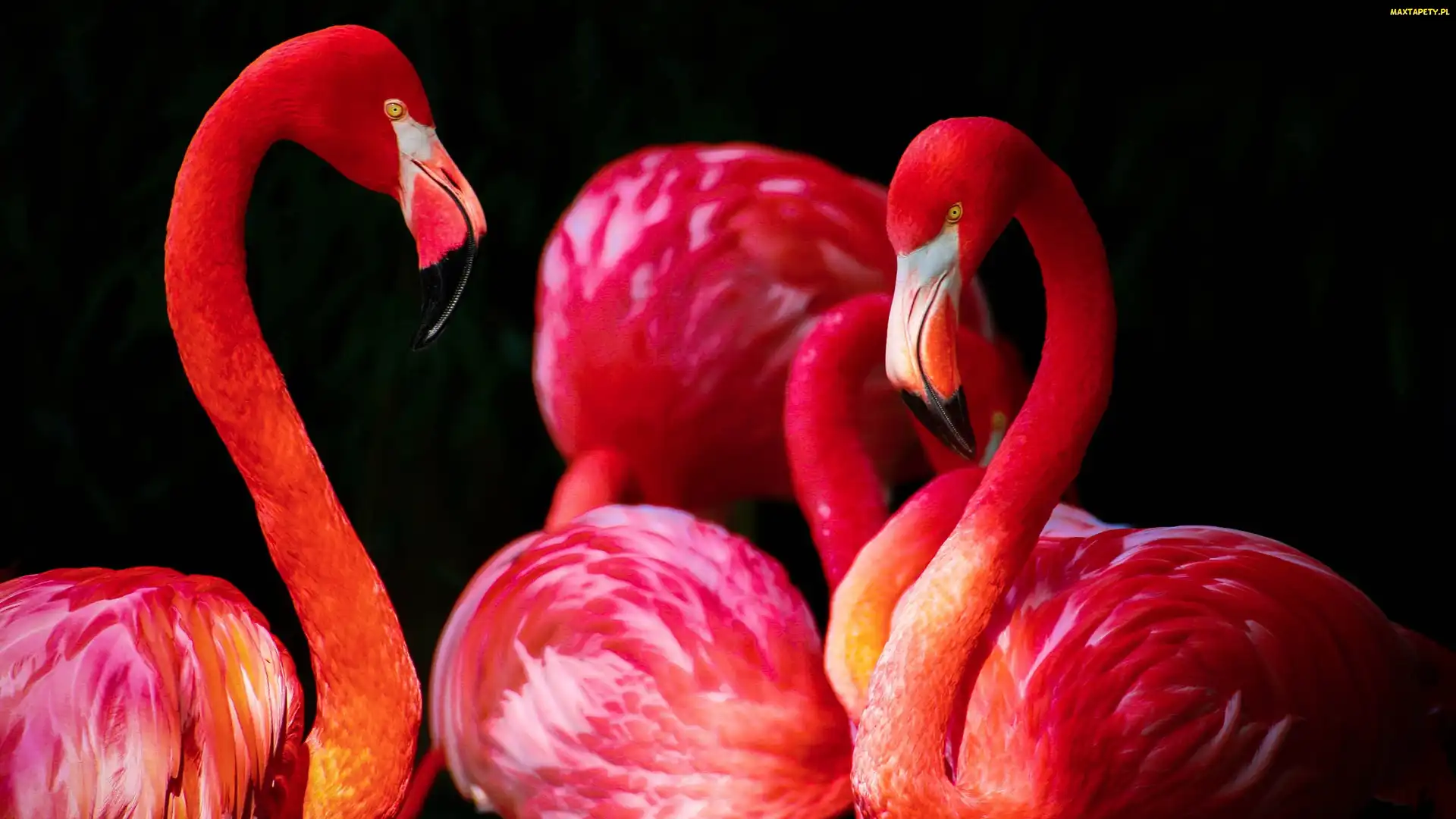 Flamingi, Różowe