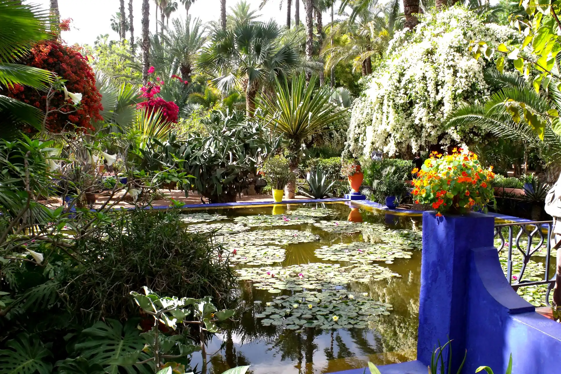 Marrakesz, Sadzawka, Ogród, Majorelle