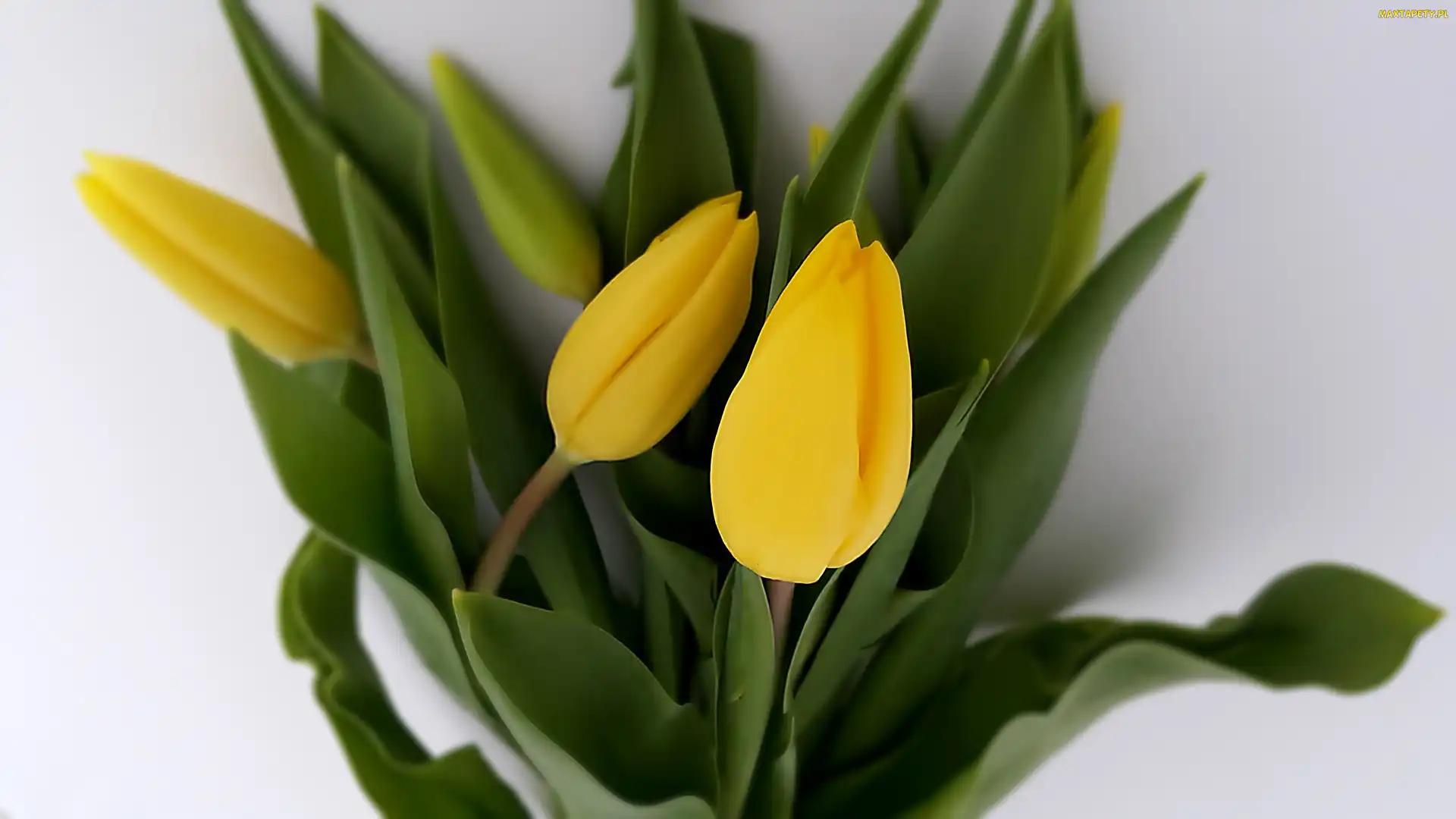 Żółte, Tulipany