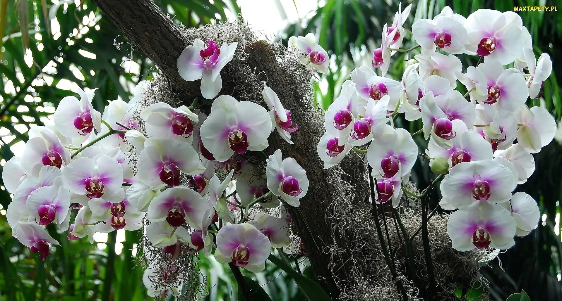 Biało, Orchidea, Storczyk, Różowy