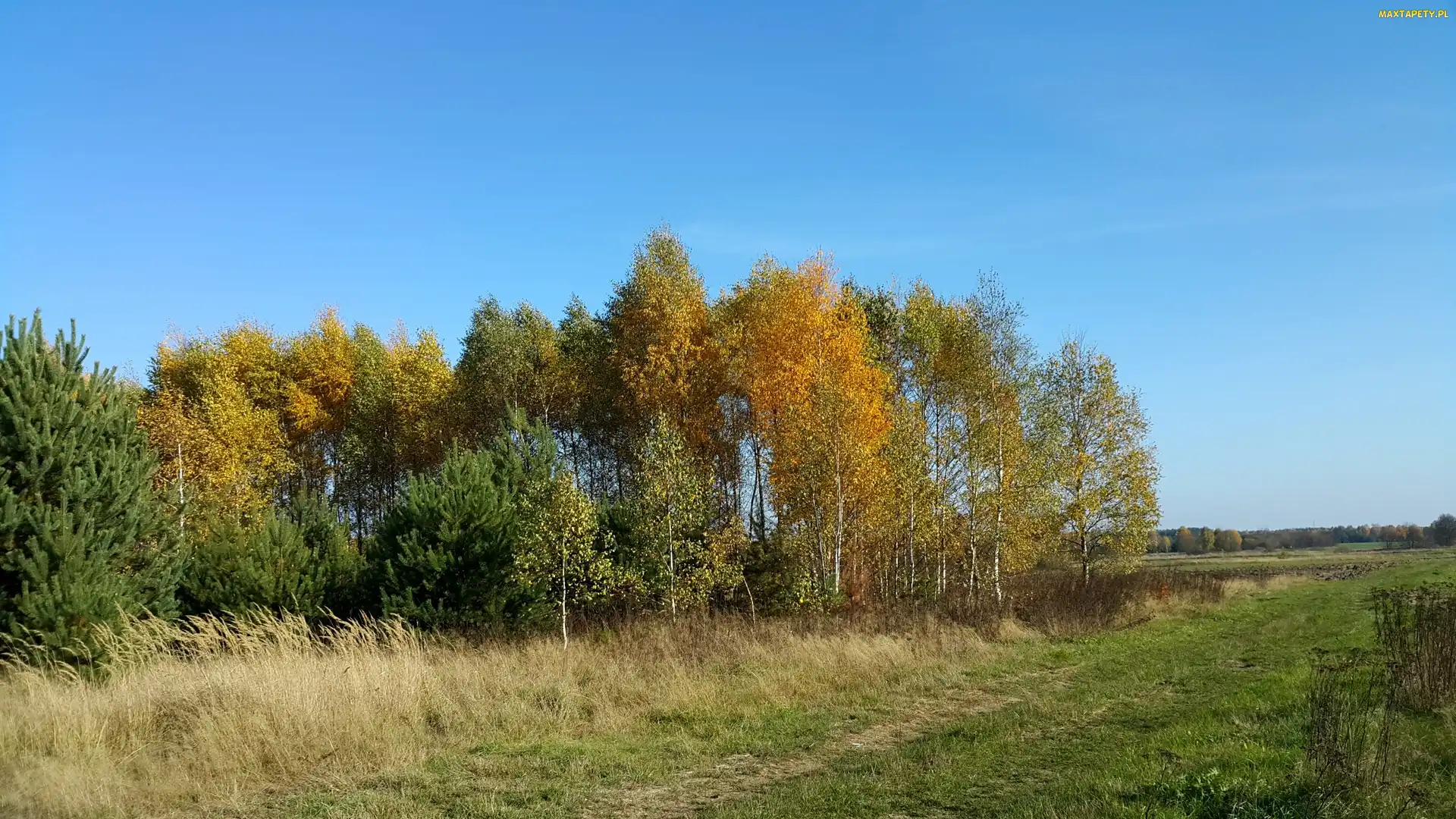 Pole, Las, Jesień