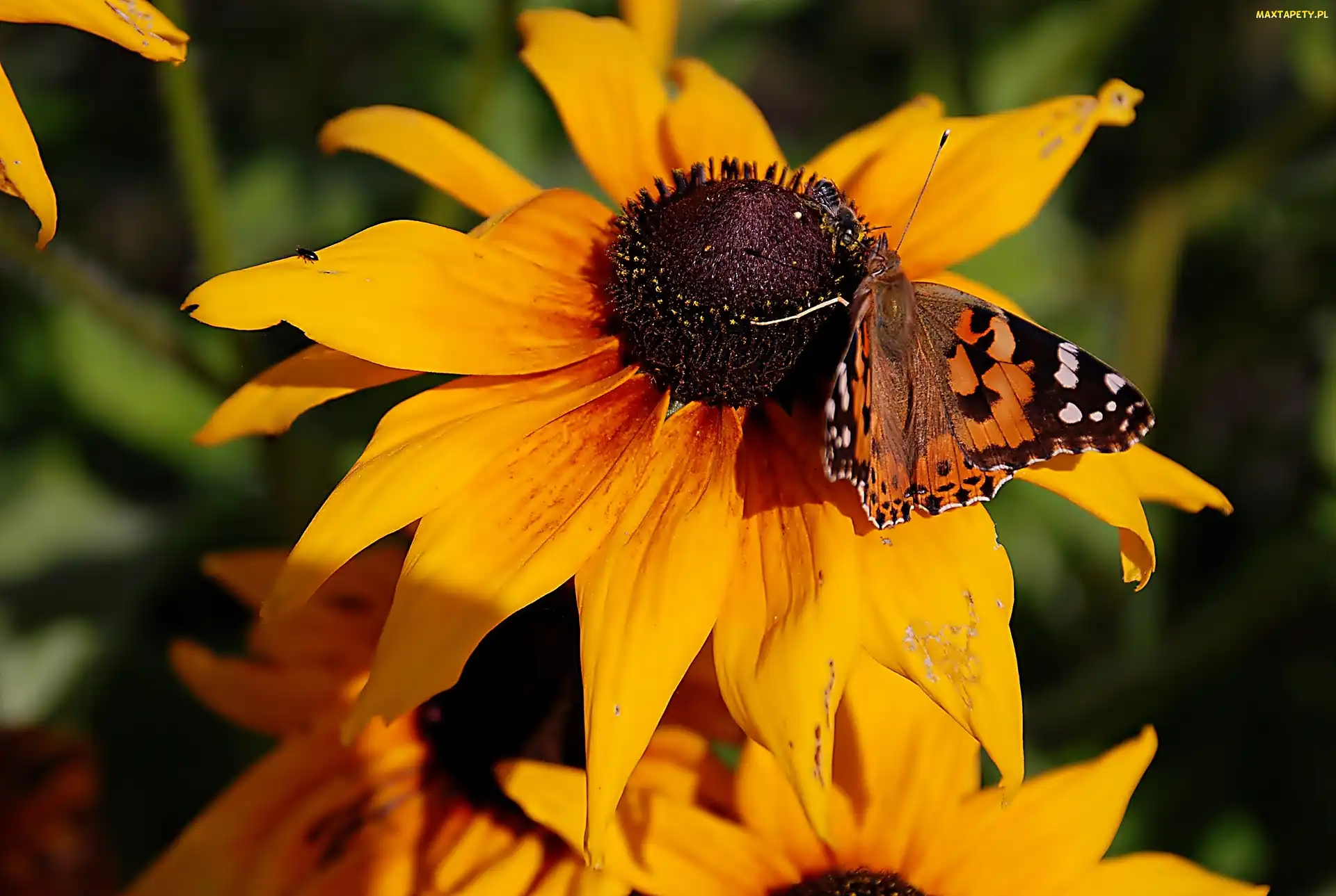 Żółta, Osetnik, Motyl, Rusałka, Rudbekia