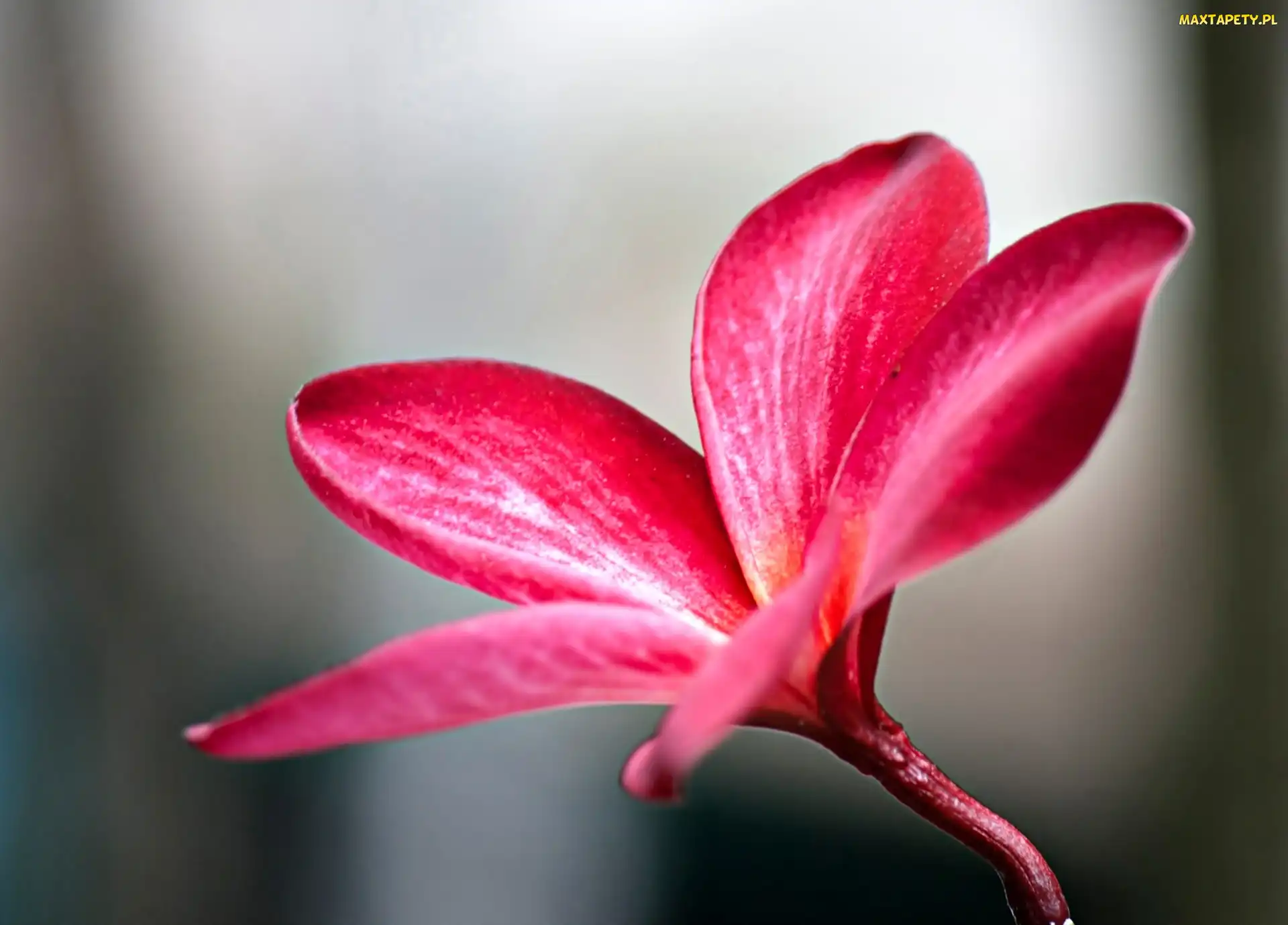 Kwiatek, Plumeria, Różowy