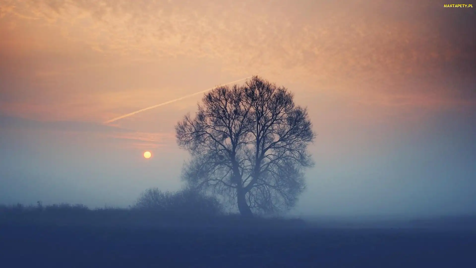 Słońca, Zachód, Drzewo, Mgła
