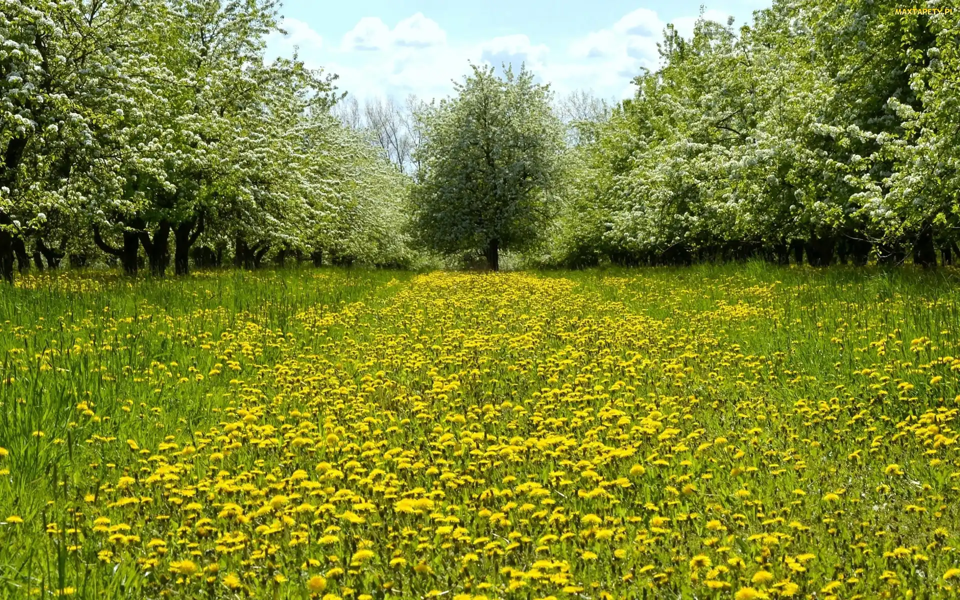 Kwitnące, Wiosna, Mniszek, Drzewa, Park