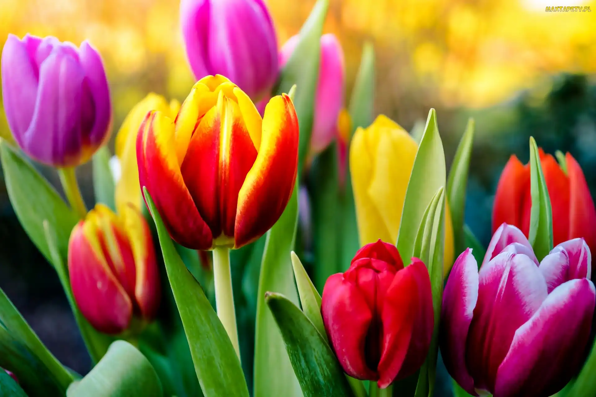 Kolorowe, Tulipany, Kwiaty