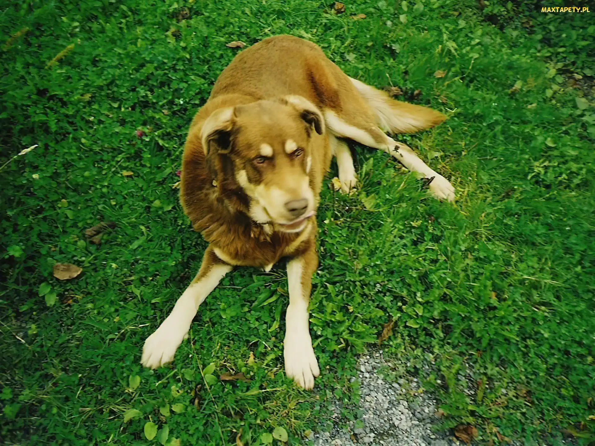 Piesek