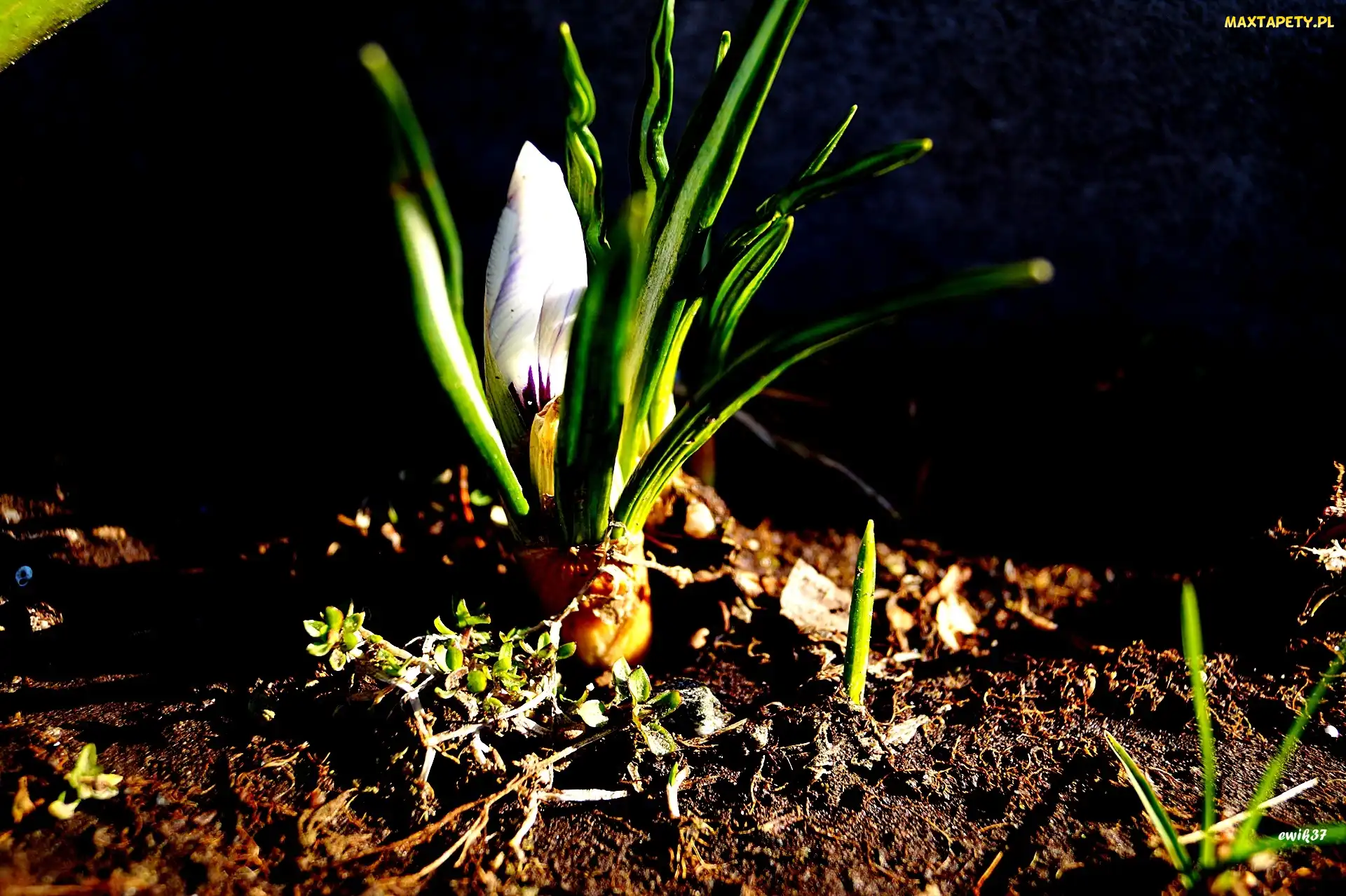 Krokus, Wiosna, Kwiat