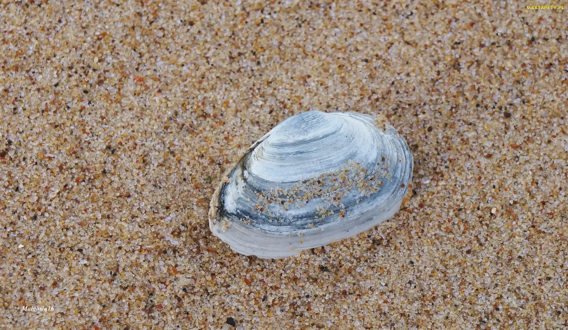 Plaża, Piasek, Muszelka