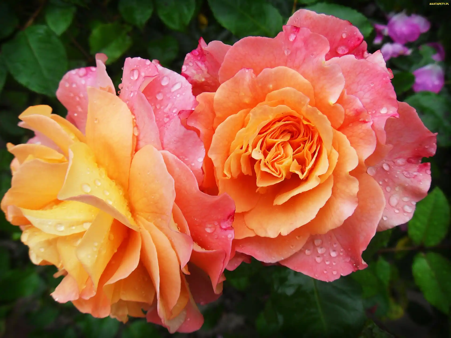 Róże, Rosa, Dwukolorowe