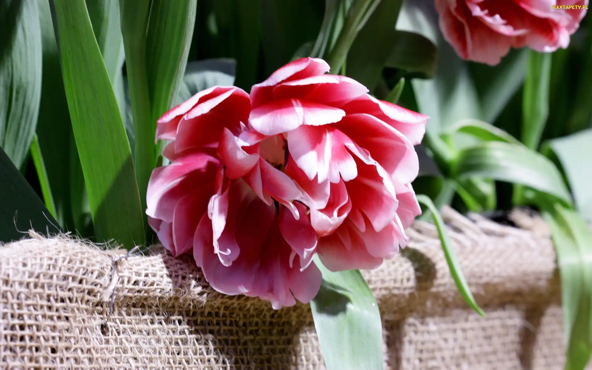 Tulipan, Kwiat