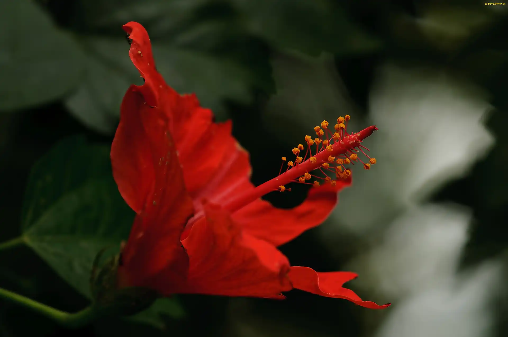 Makro, Hibiskusa, Czerwony, Kwiat