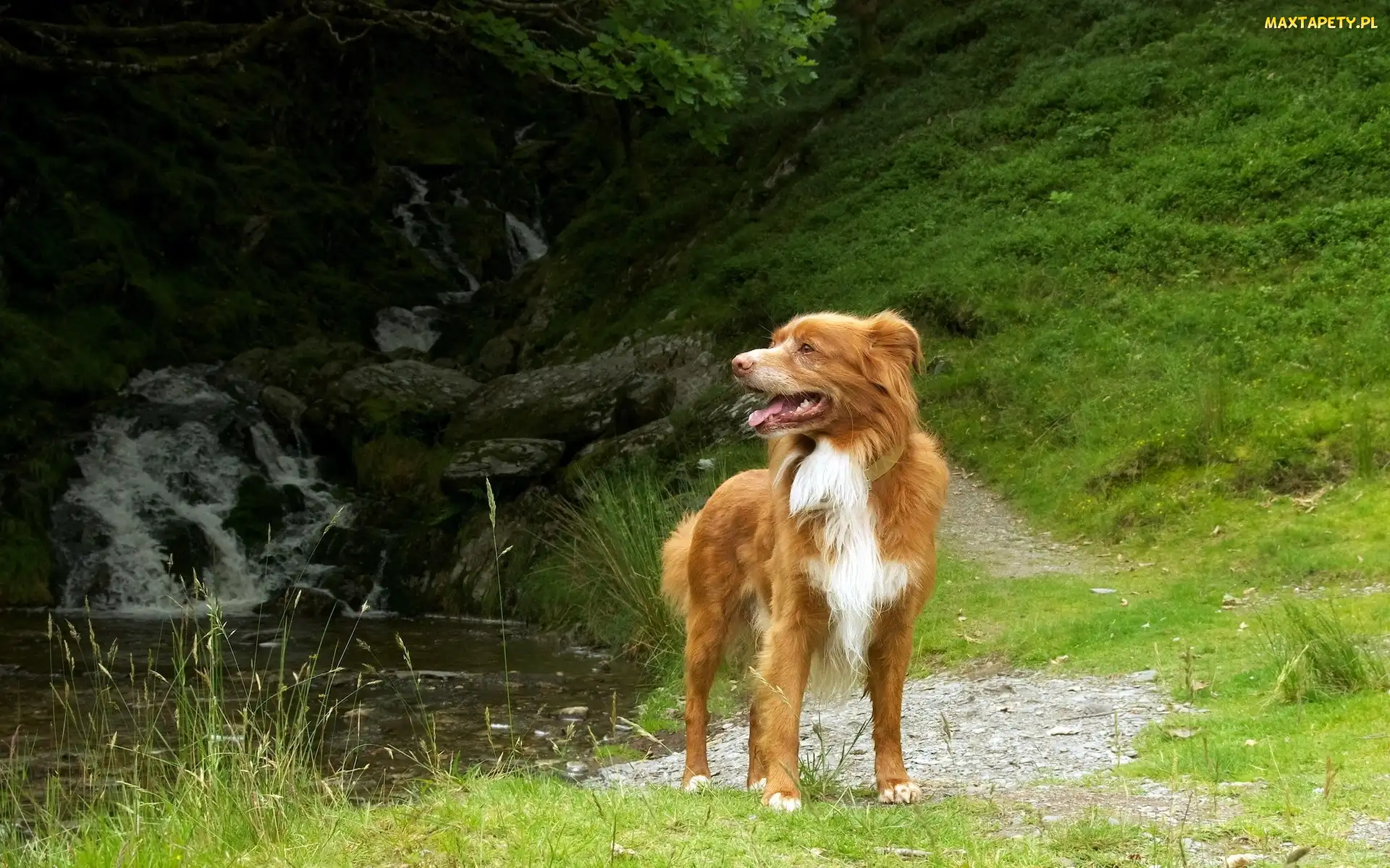 Pies, Retriever z Nowej Szkocji