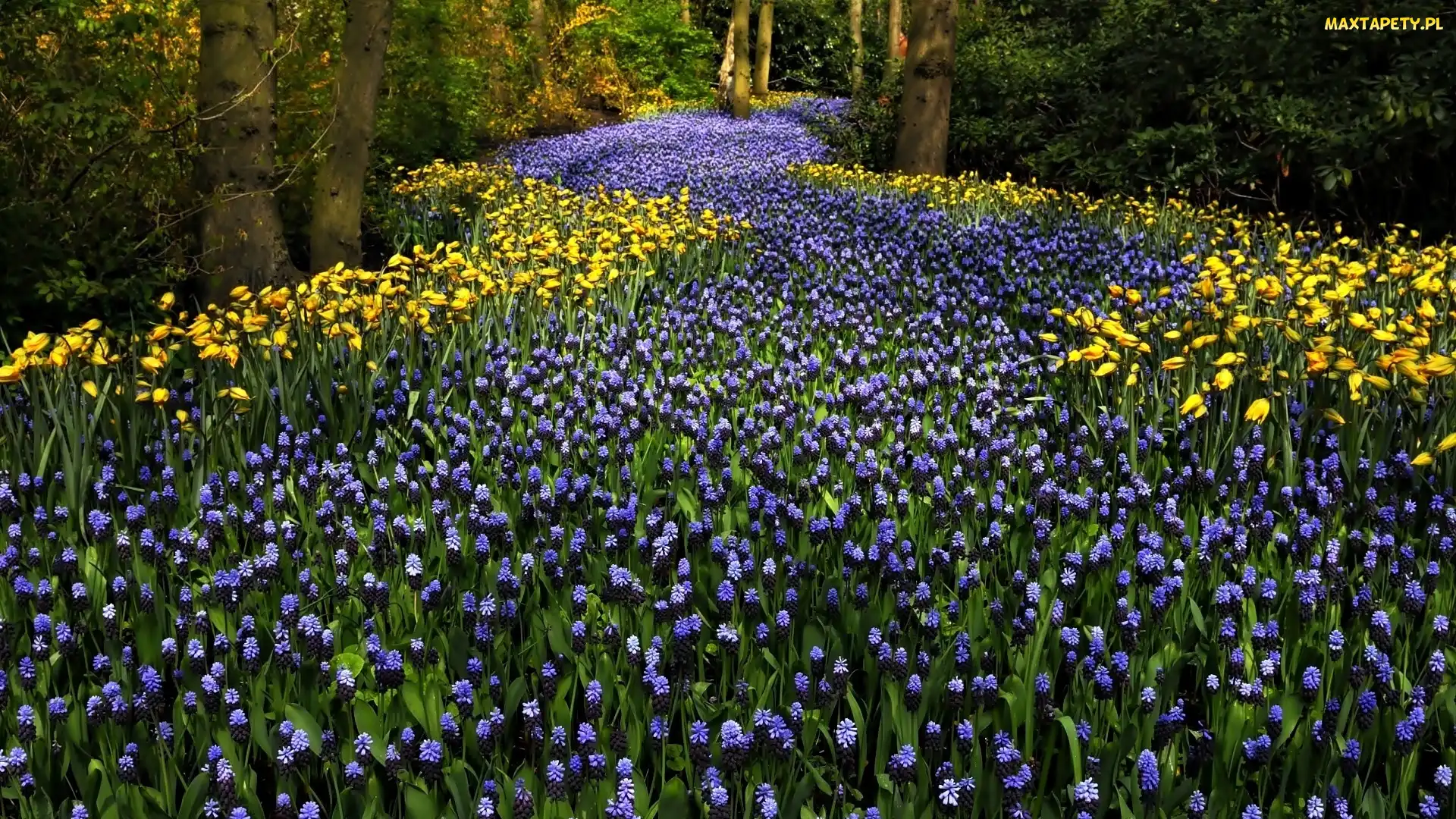 Drzewa, Tulipany, Szafirki, Kwiaty, Park