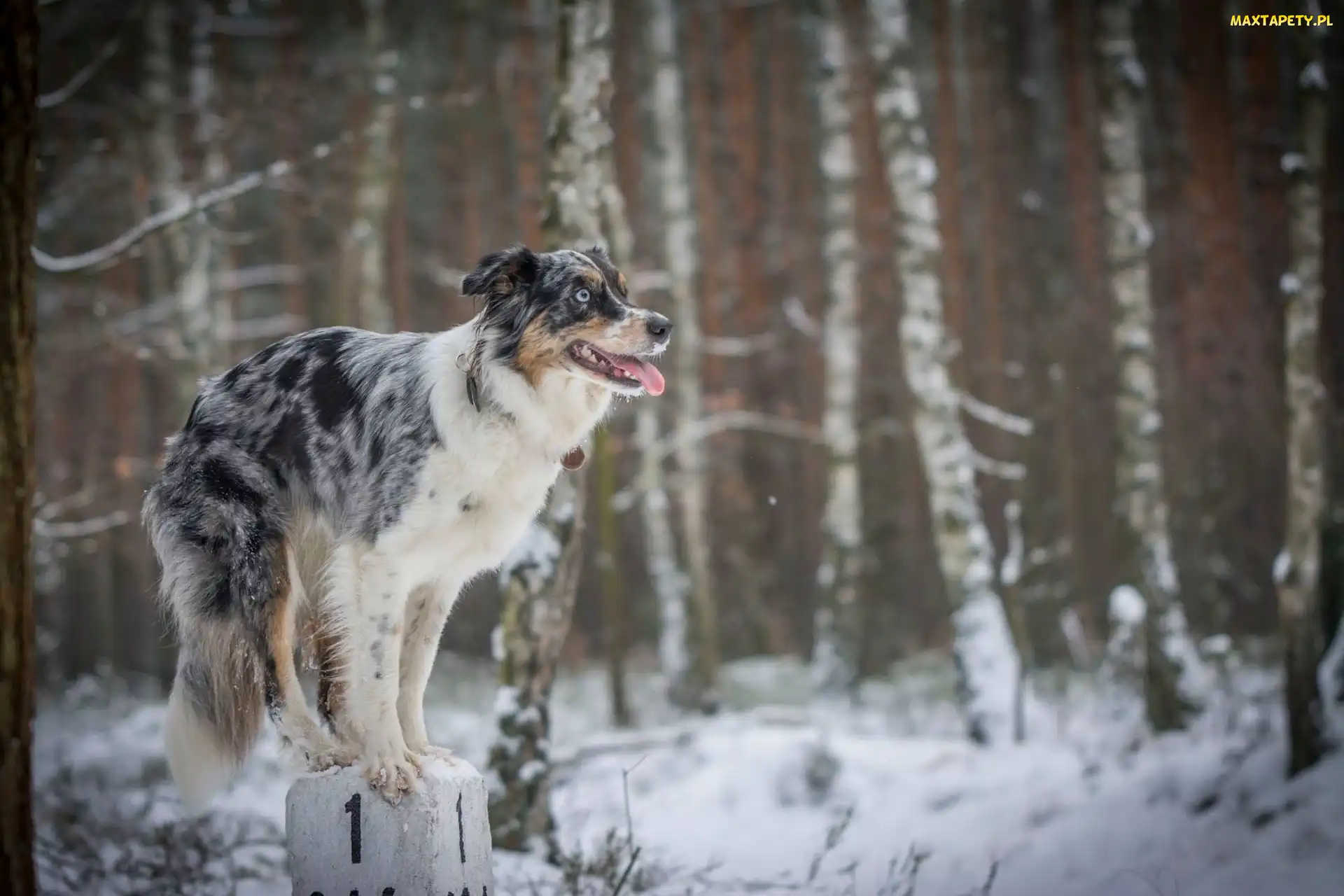 Słupek, Border Collie, Sztuczka, Zima