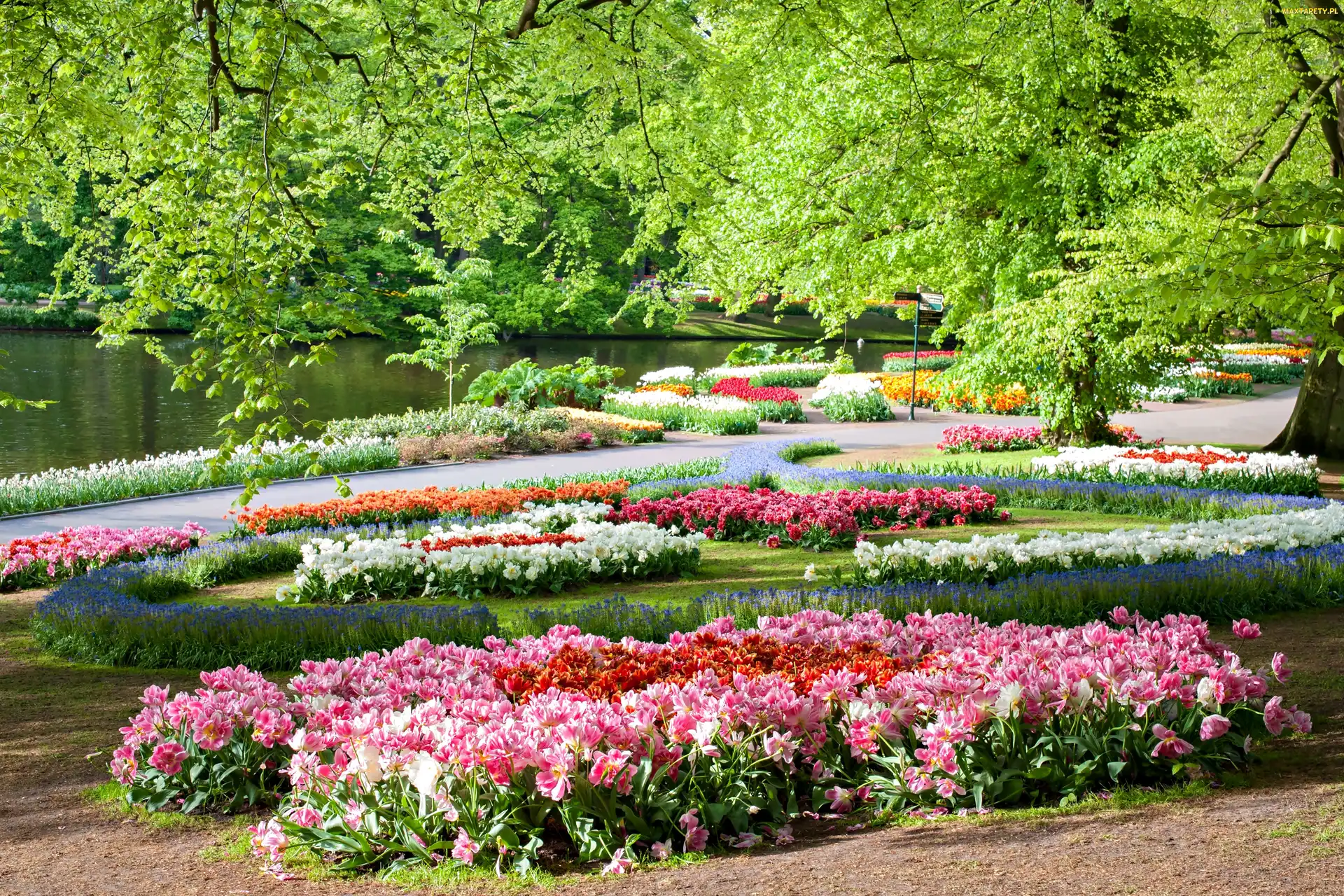 Holandia, Keukenhof, Wiosna, Staw, Kwiaty, Park