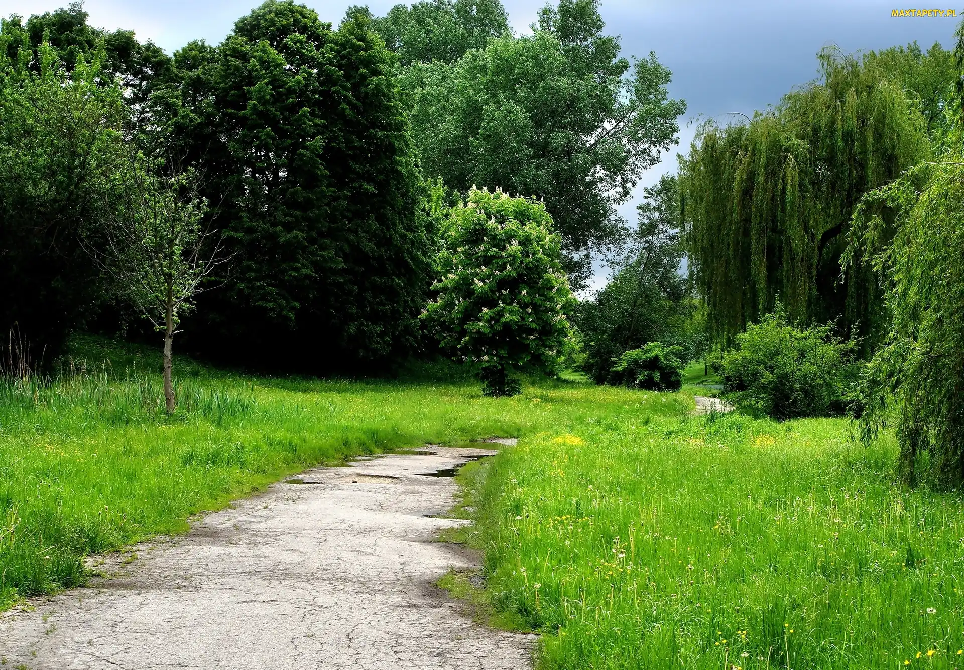 Droga, Trawa, Park