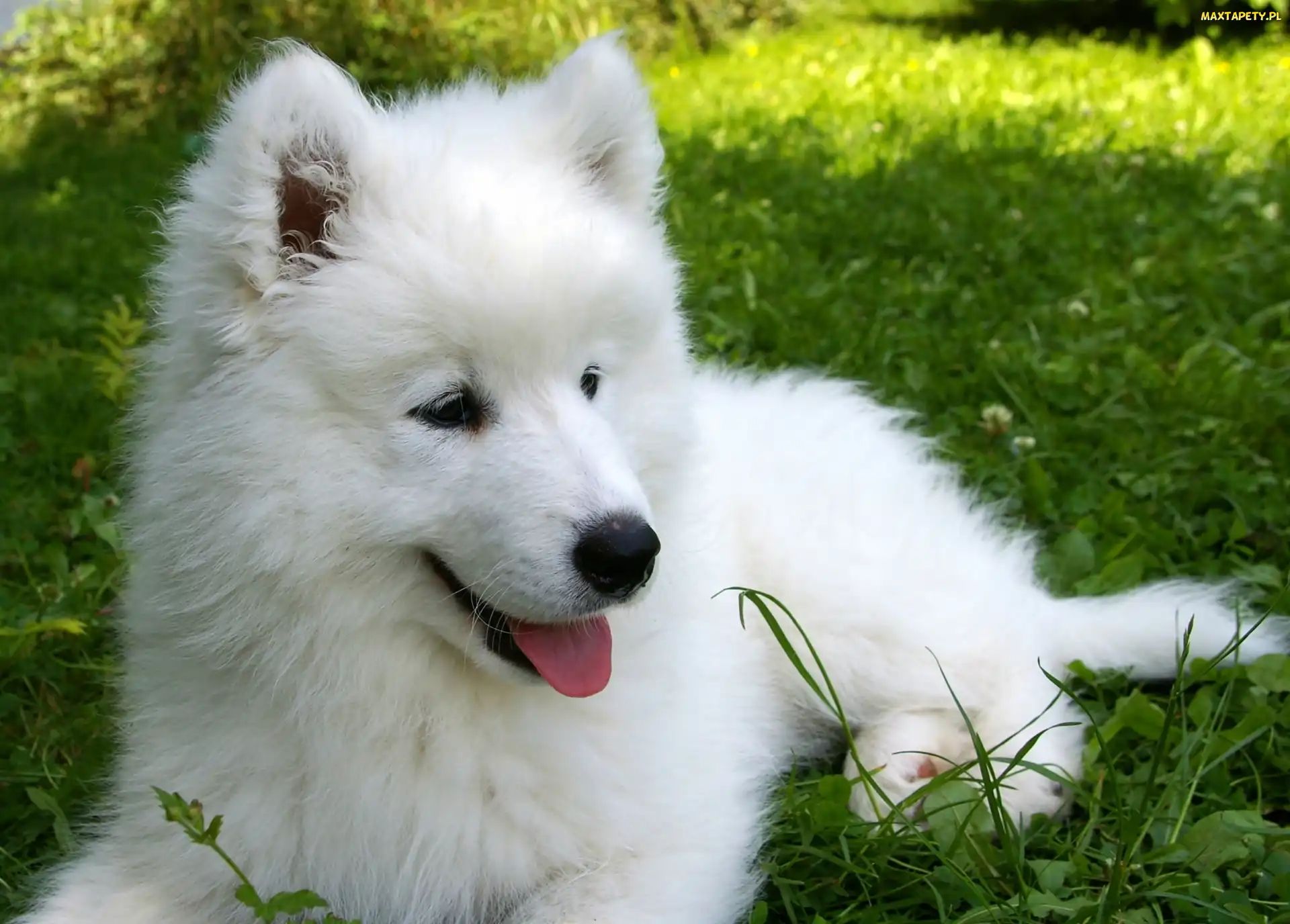 Łąka, Samojed, Słodki, Szczeniaczek