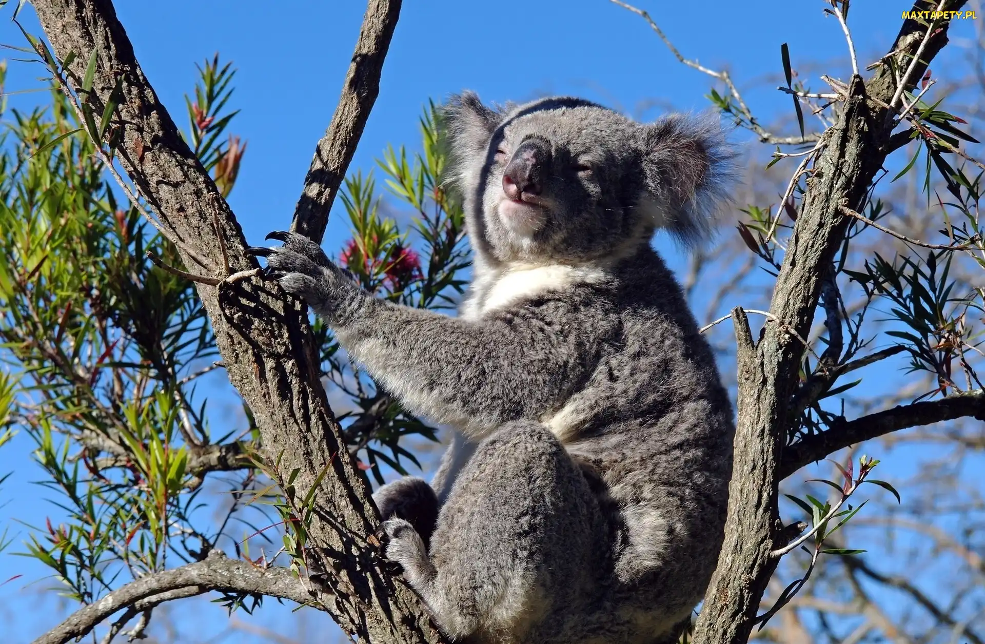 Miś, Drzewo, Koala