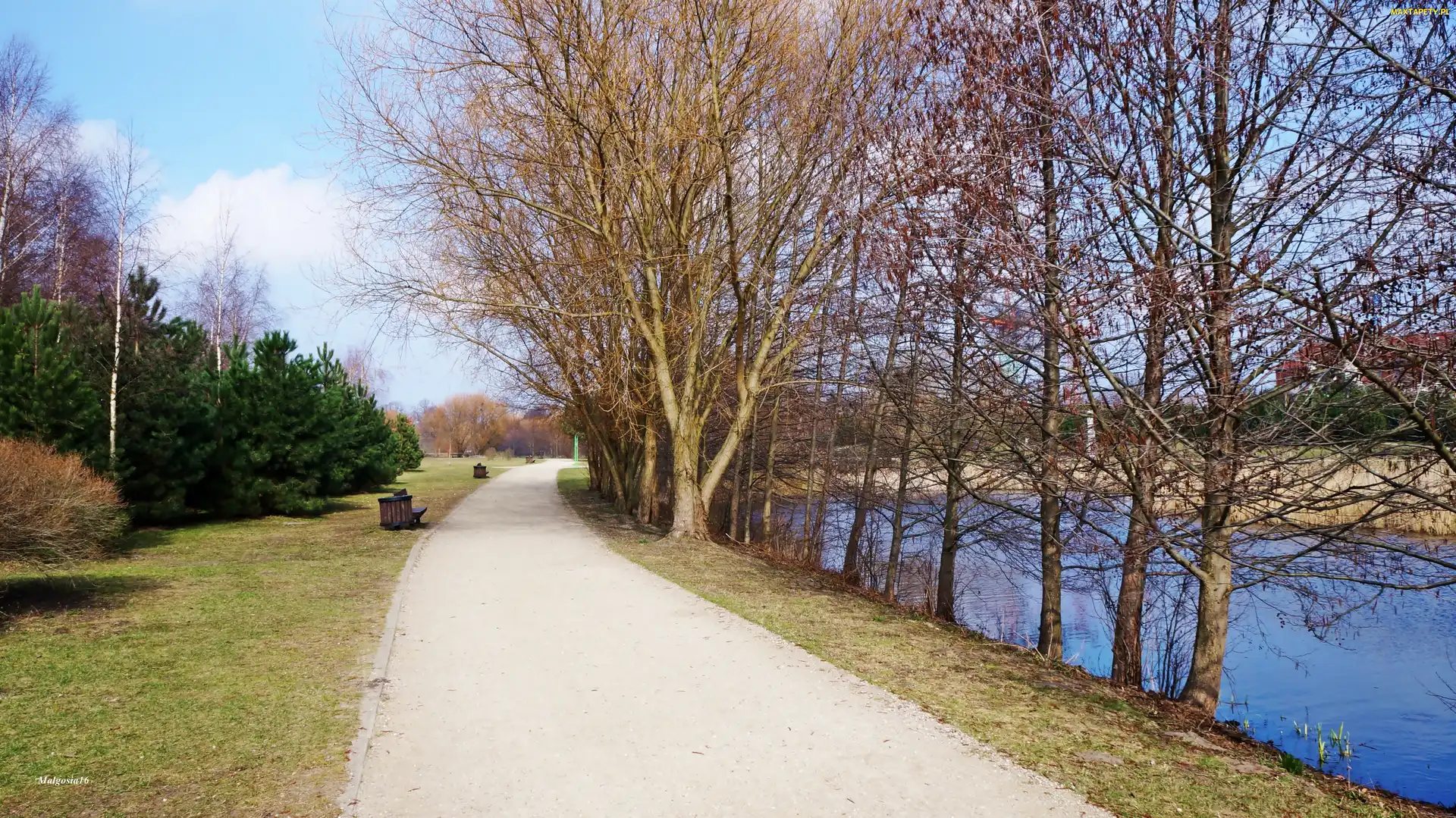 Jeziorko, Drzewa, Gdańsk, Polska, Park im. Ronalda Reagana, Droga