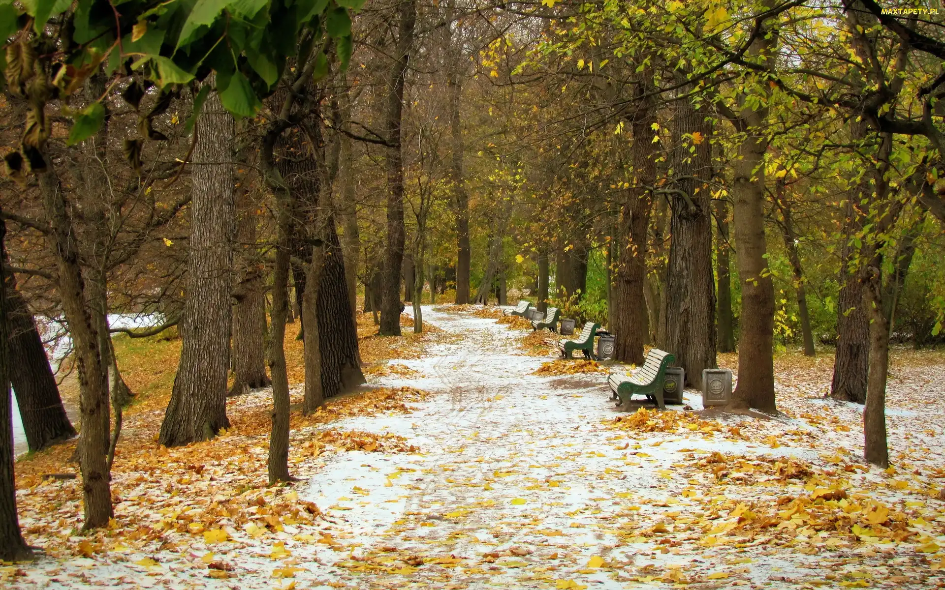 Ścieżka, Ławki, Park