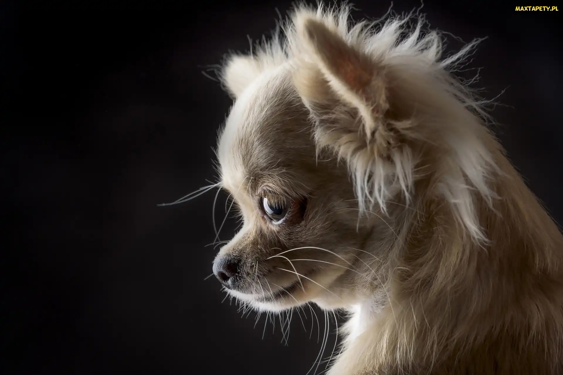 Szczeniaczek, Chihuahua, Słodki