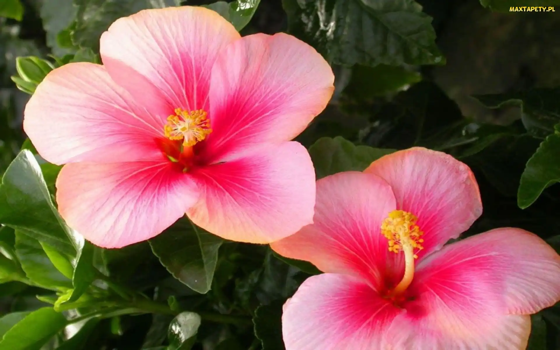 Kwiaty, Hibiskusa, Różowe