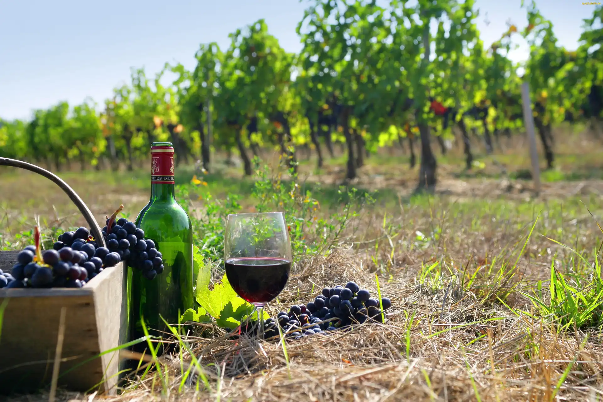 Kieliszek, Wino, Sad, Winogrono, Koszyk, Trawa, Butelka