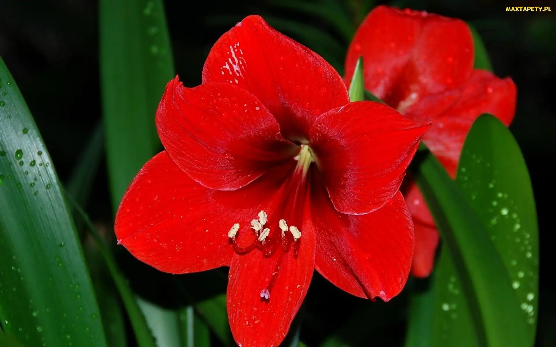 Rosa, Liście, Kwiat, Amarylis