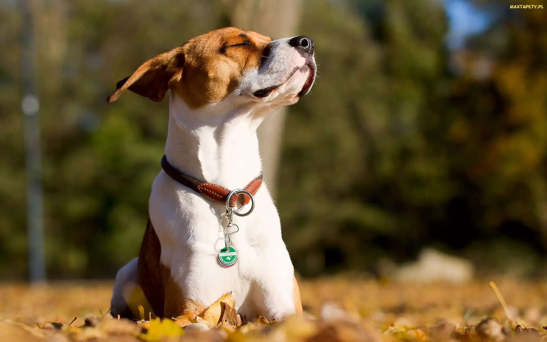 Pies, Liście, Jesień, Jack Russell