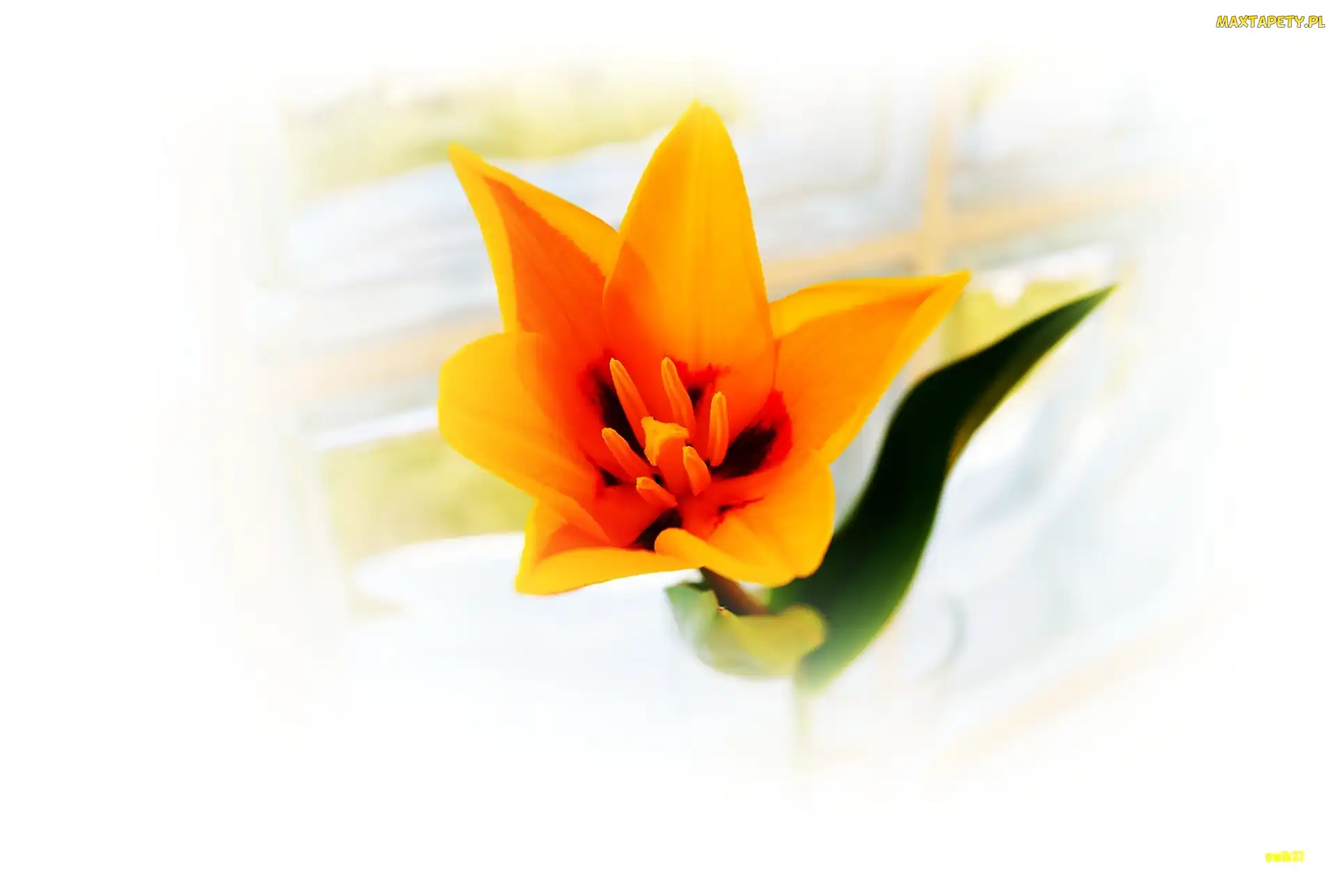 Makro, Tulipan